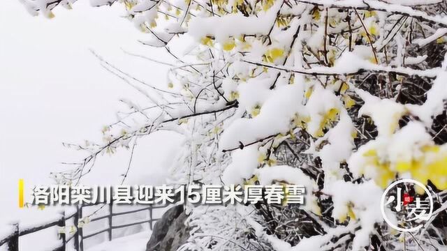 洛阳栾川县迎来15厘米厚的春雪,琼枝玉叶,美轮美奂