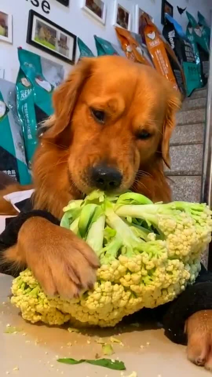 狗狗吃花菜!一点不挑食!