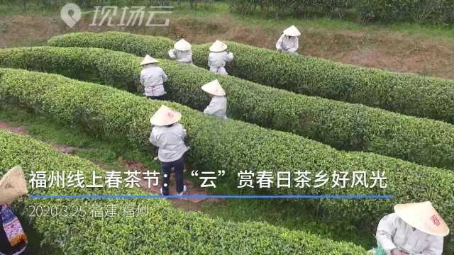 福州线上春茶节:“云”赏春日茶乡好风光