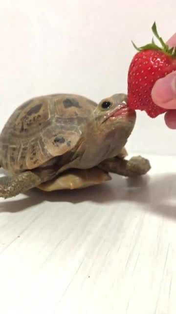 你们见过乌龟的舌头吗原来乌龟的舌头是这样的啊太奇葩了