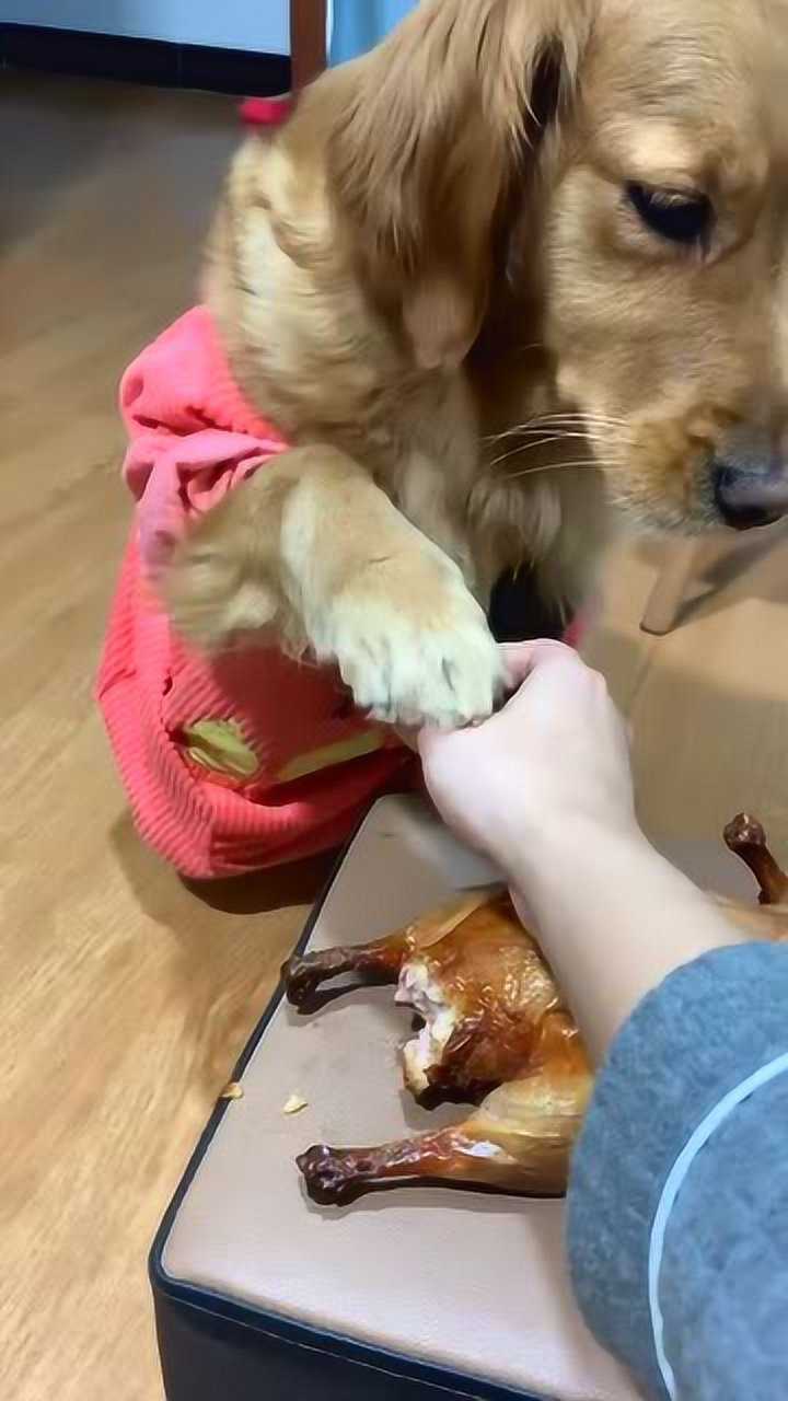 狗子竟然能区分鸭屁股这回轮到主人吃鸭屁股吧