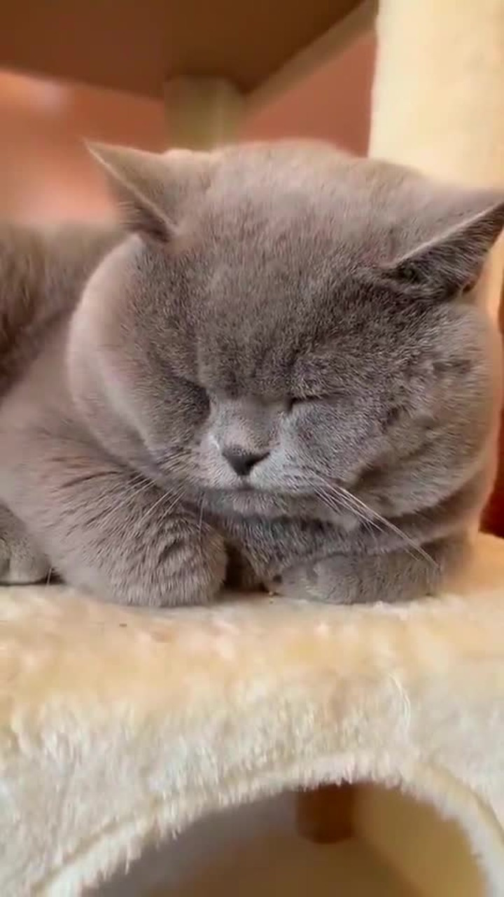 据说,猫咪听到这个声音就会炸毛,不信你可以试试?