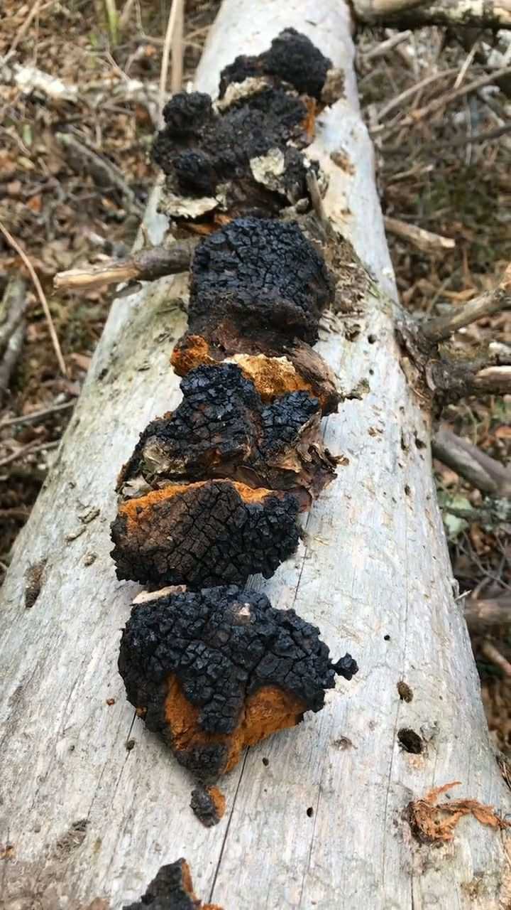 一排的桦树茸,煮水,降糖降三高.