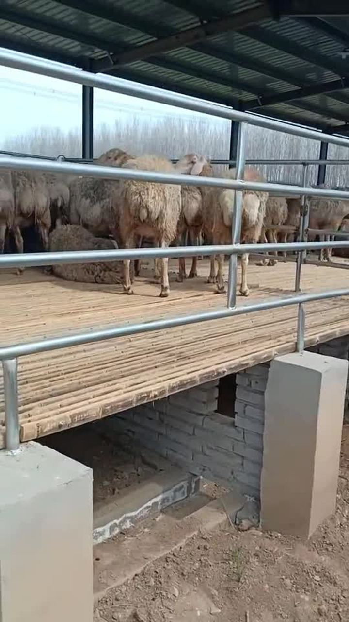 养殖第一步羊圈的搭建