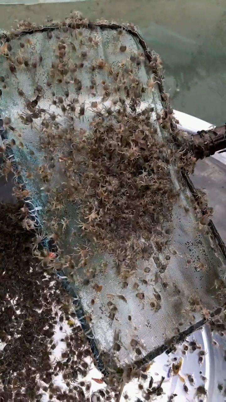 有密集恐惧症的慎入这些密密麻麻的是蟹宝宝