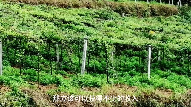 农村种植八月瓜,两年就开花了