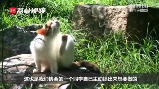 北大“猫咪图鉴”小程序为燕园喵录档案:叫声、证件照齐全