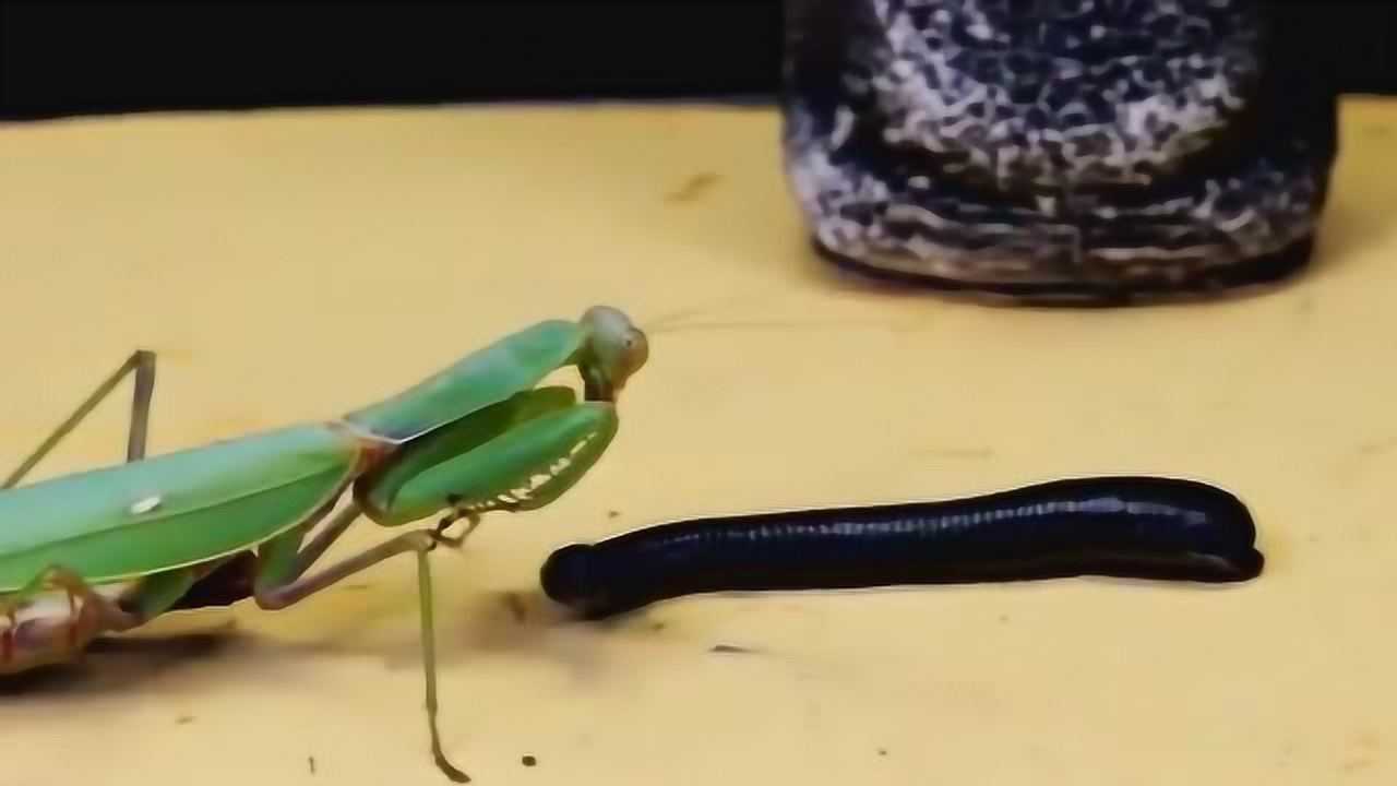 僵尸螳螂科技图片