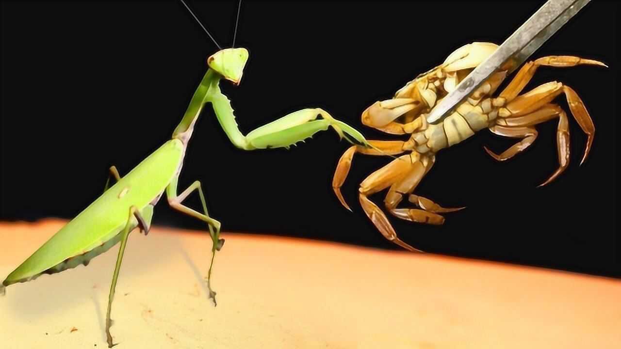 螃蟹大战螳螂,谁将取得胜利?