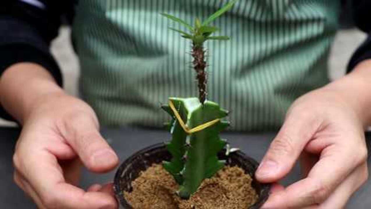 用龙骨嫁接虎刺梅一定要注意这些汁液这样嫁接妥妥的
