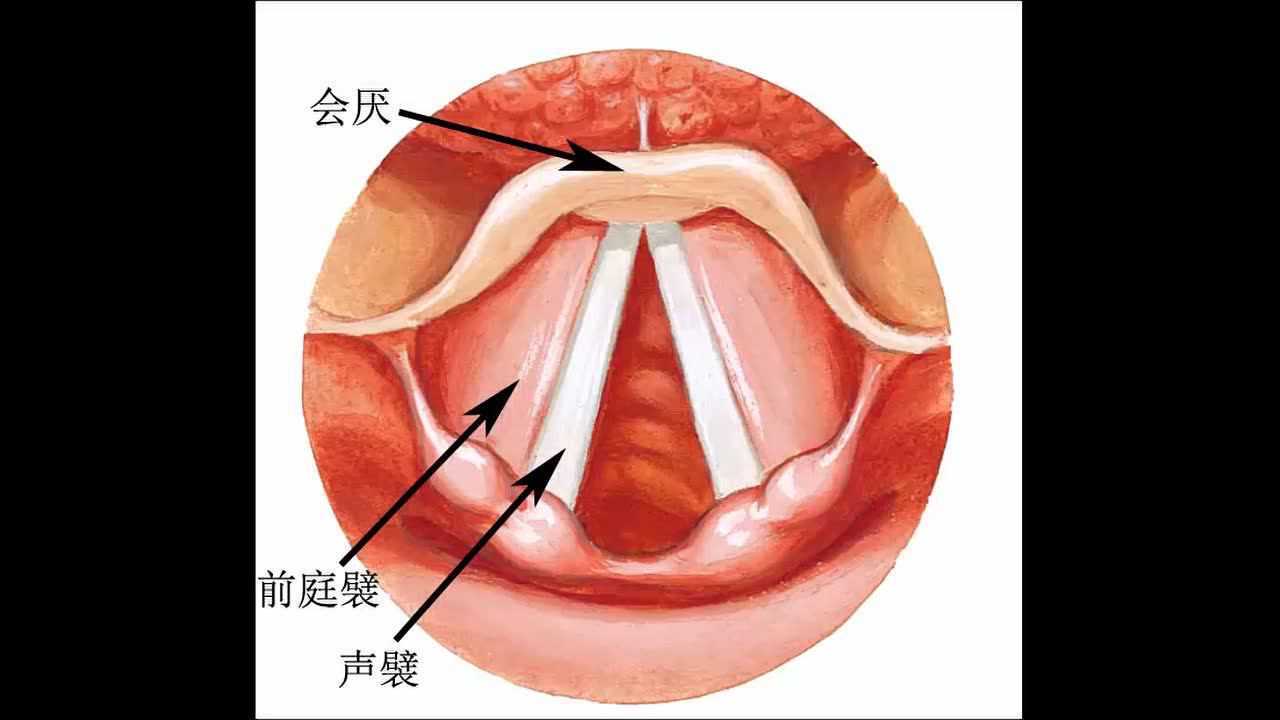 喉的部分解剖结构