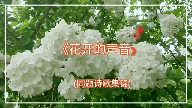 《花开的声音》同题诗歌集锦001