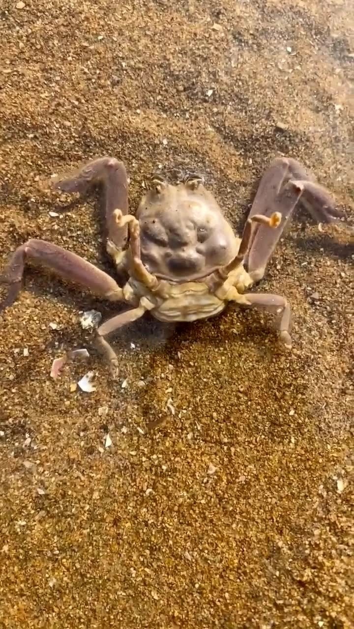 世界上最吓人的关公蟹一张怒气关公脸奇丑无比实在让吃货停下嘴