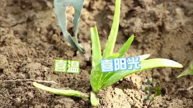 专家教你种植芦荟小秘诀,学会了太实用,自家阳台也能种