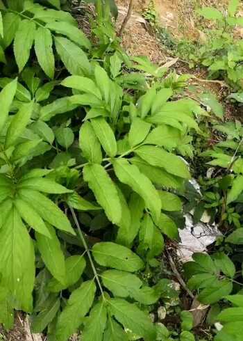 治骨伤草药系列(一)一一接骨草