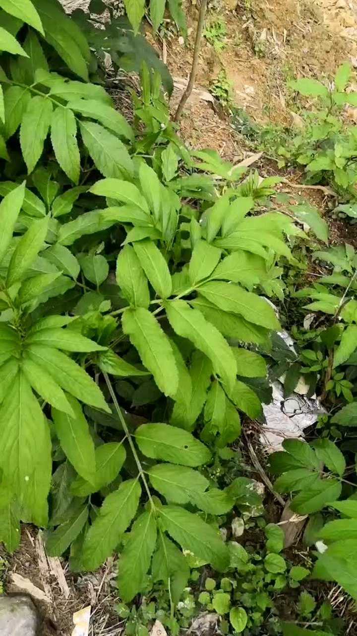 断骨接骨快速草药 腾讯网
