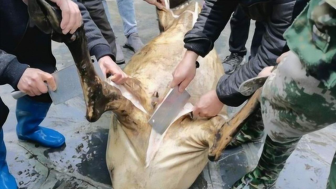 本地牛纯吃草不喂饲料,价格你想不到!