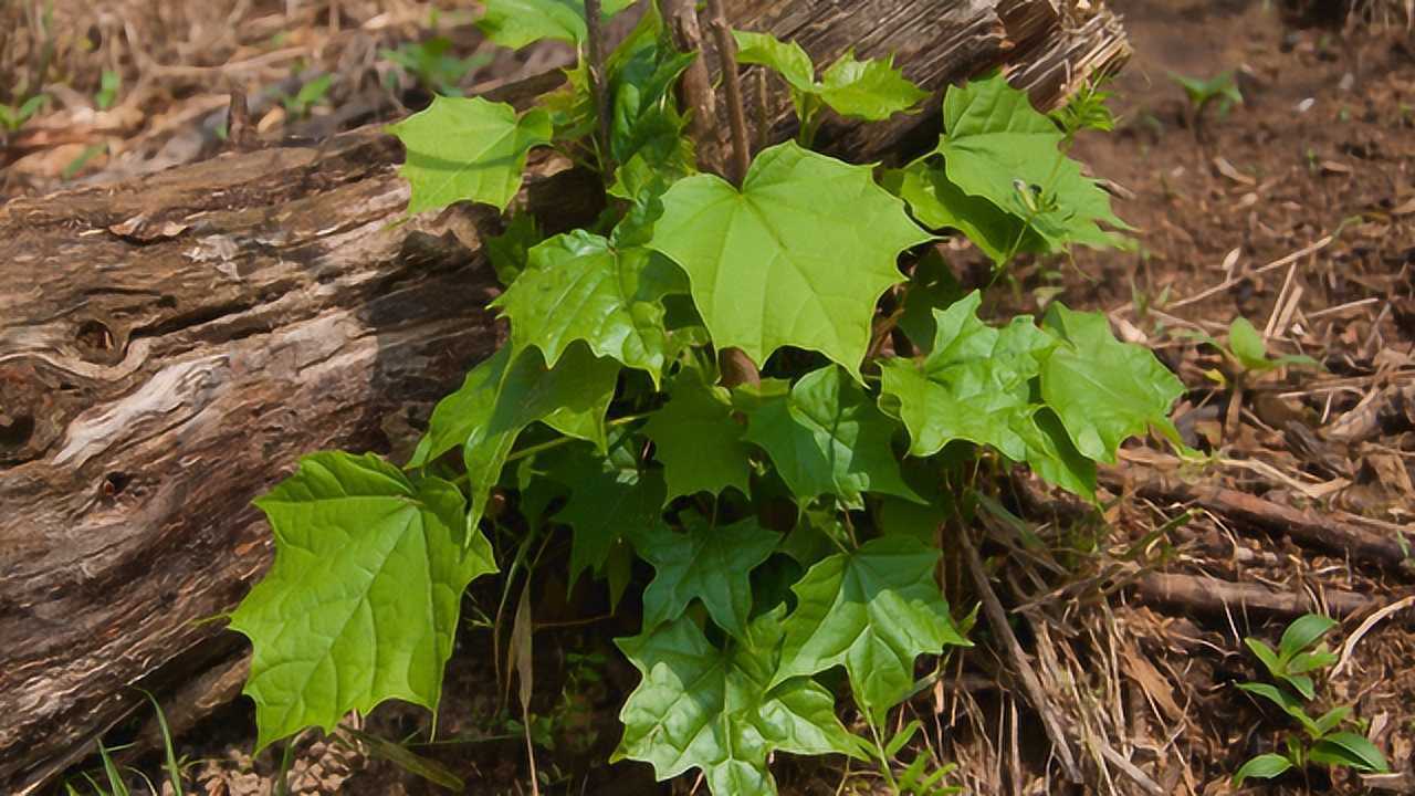 湖北钟祥丰乐镇 随处可见一味中草药野生八角枫