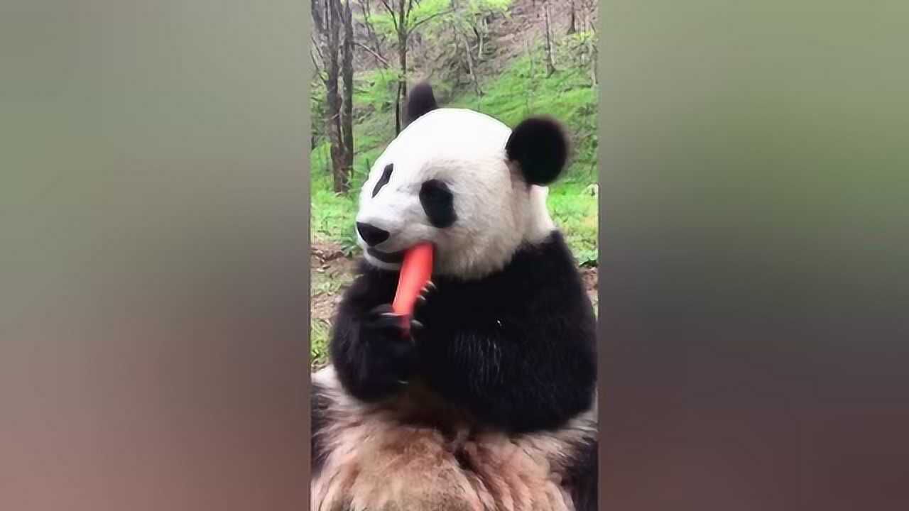 你喜欢看大熊猫吃东西吗?它吃胡萝卜的样子太可爱了,嘎嘣脆!