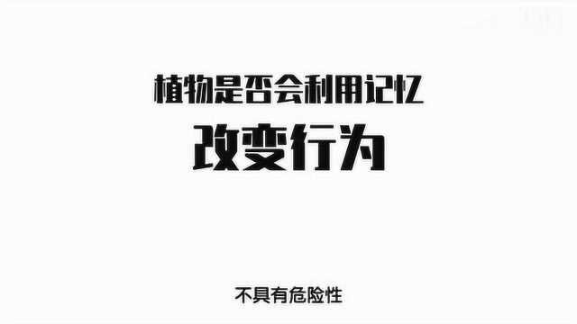 轻知识科普 一直戳含羞草它会不会累死