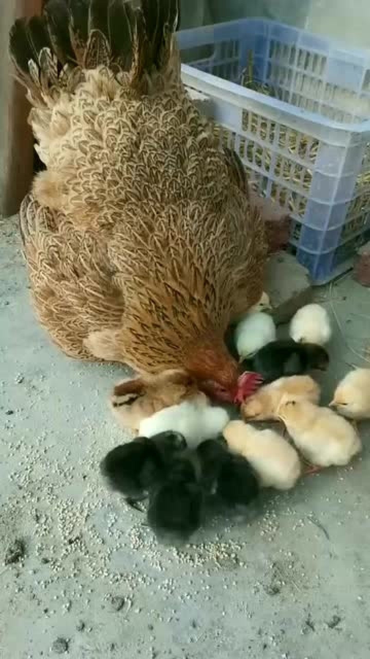 母鸡带着小鸡仔们吃食小鸡仔太可爱了怎么看都看不够