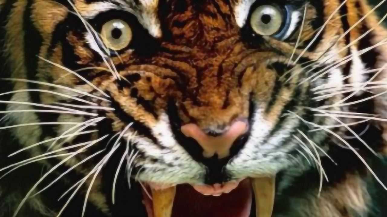 这才是真正的老虎曾经杀过人的老虎一个眼神就让人不寒而栗