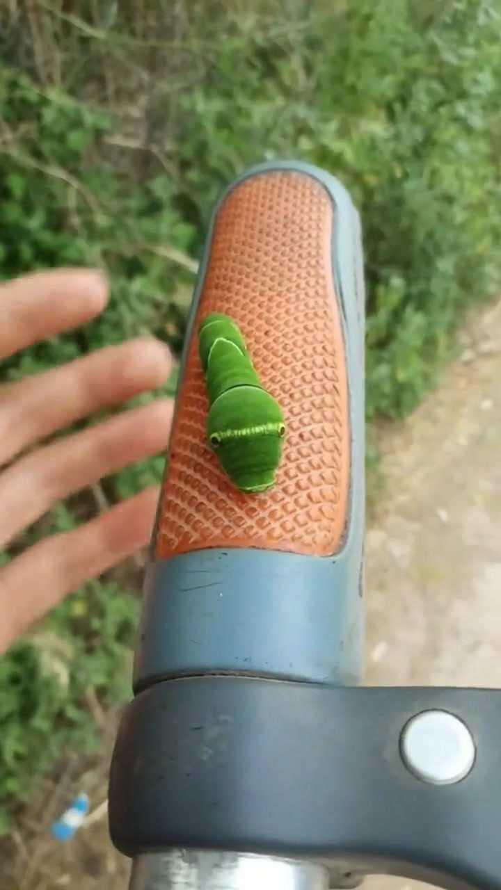 猪儿虫?_腾讯视频