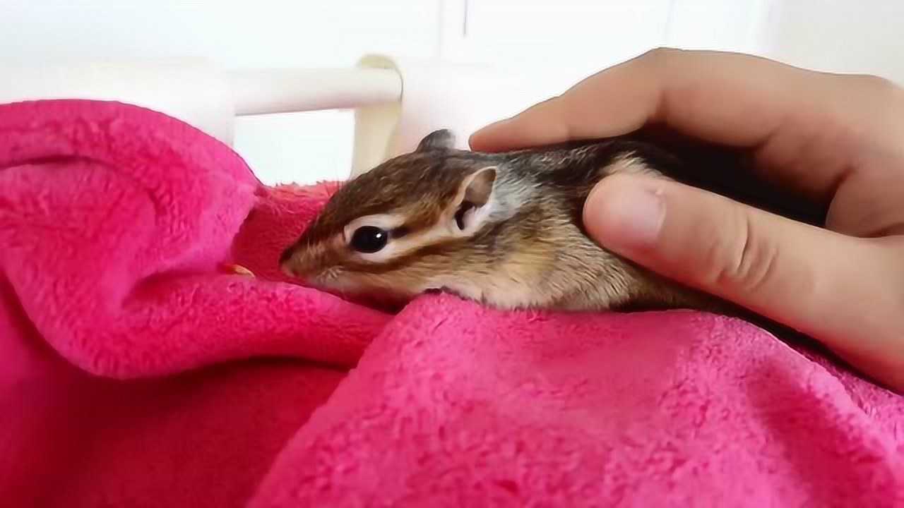 可爱调皮花栗鼠#145