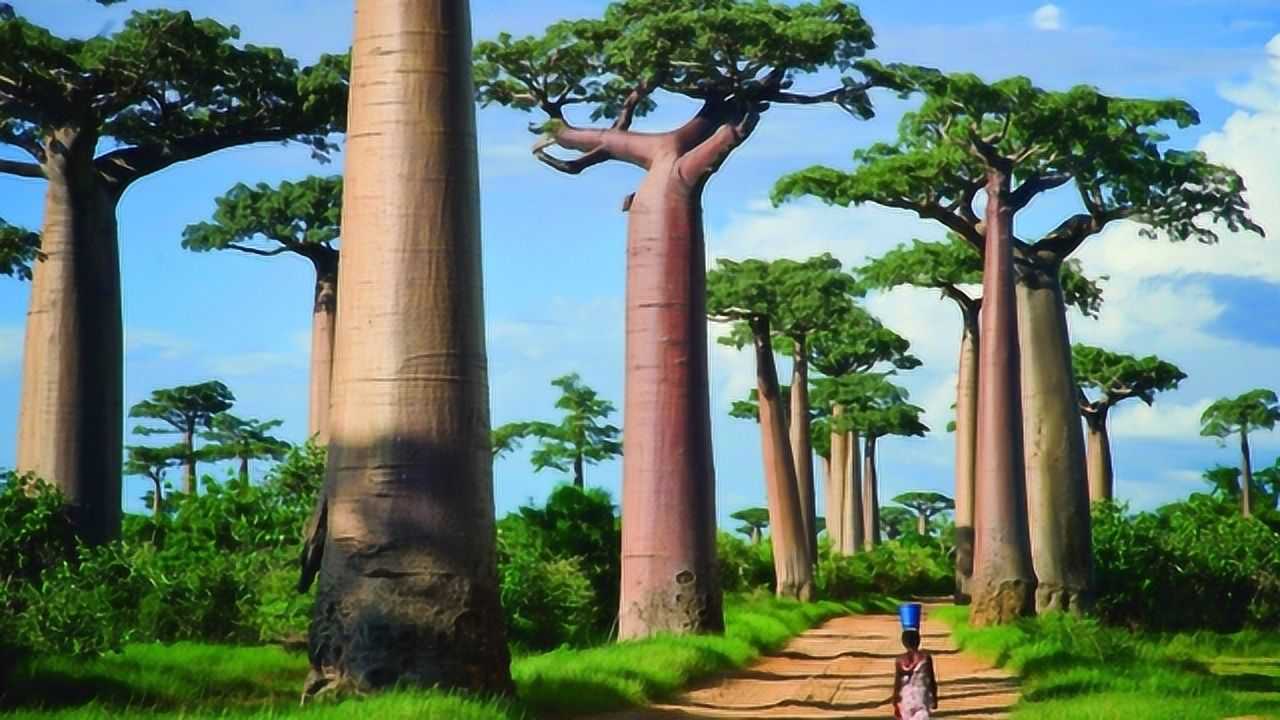 非洲万能猴面包树,枝干直径可达15米长,当地人奉为生命之树