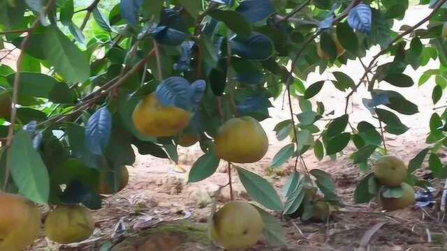 10年大果红花油茶树视频,红花油茶树挂果情况,广西产地实拍