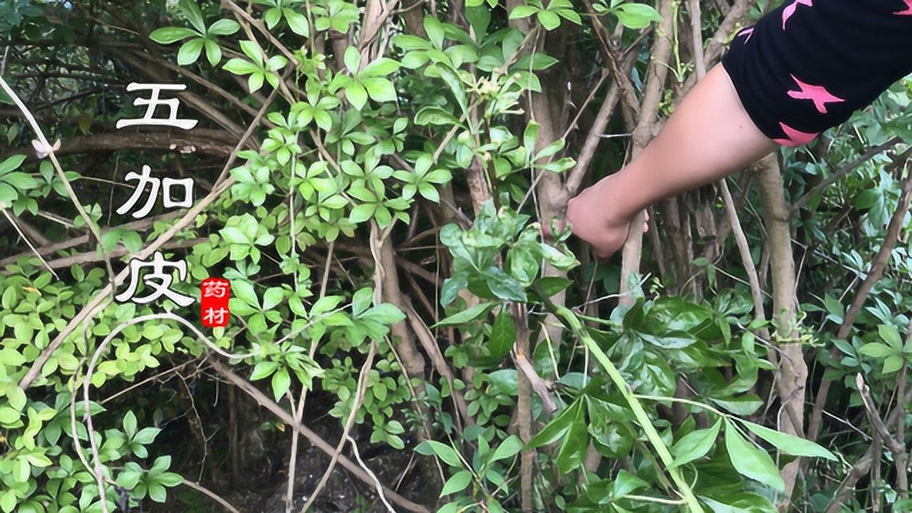 山里"五加皮"全身都是宝,根皮是上好药材,泡酒炖汤都可以用