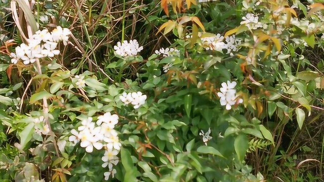 盆景哥挖桩发现一颗特大山木香先修剪成型以后再挖