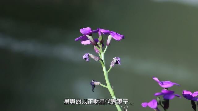 今年桃花朵朵开,姻缘财运齐飞的生肖八字