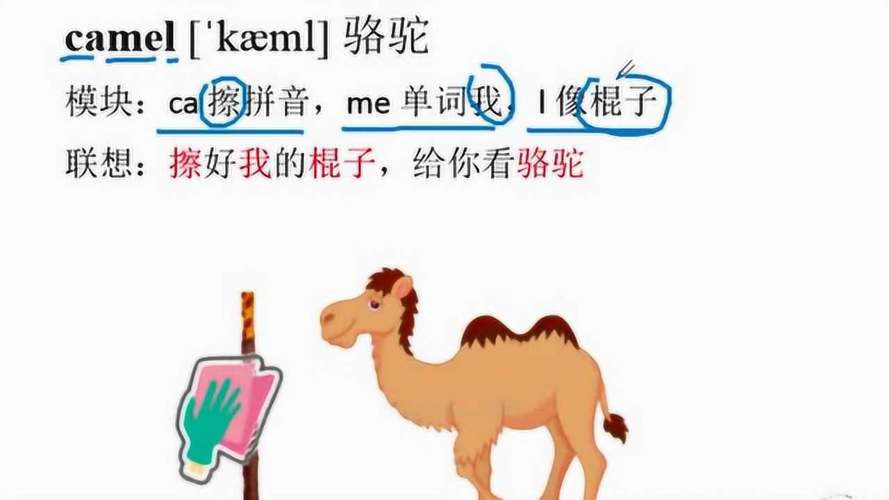 幼儿园英语单词视频动物单词趣味记忆camel骆驼