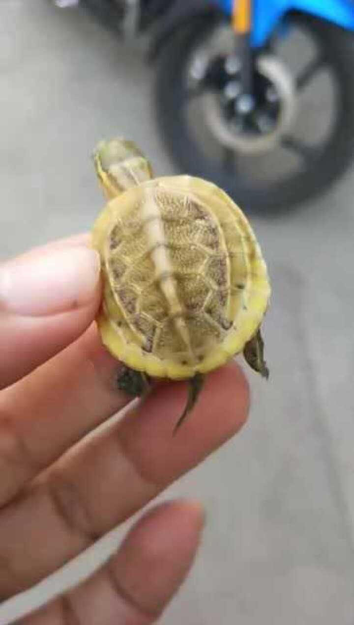 虎纹小草龟经过变异进化后变得超可爱