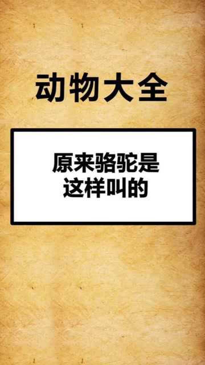 原来骆驼的叫声是这样的,涨见识了!