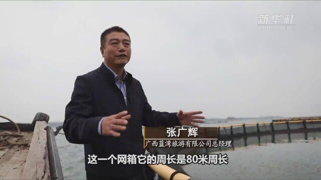 小海鲜有大市场:珍珠湾海域网箱养殖