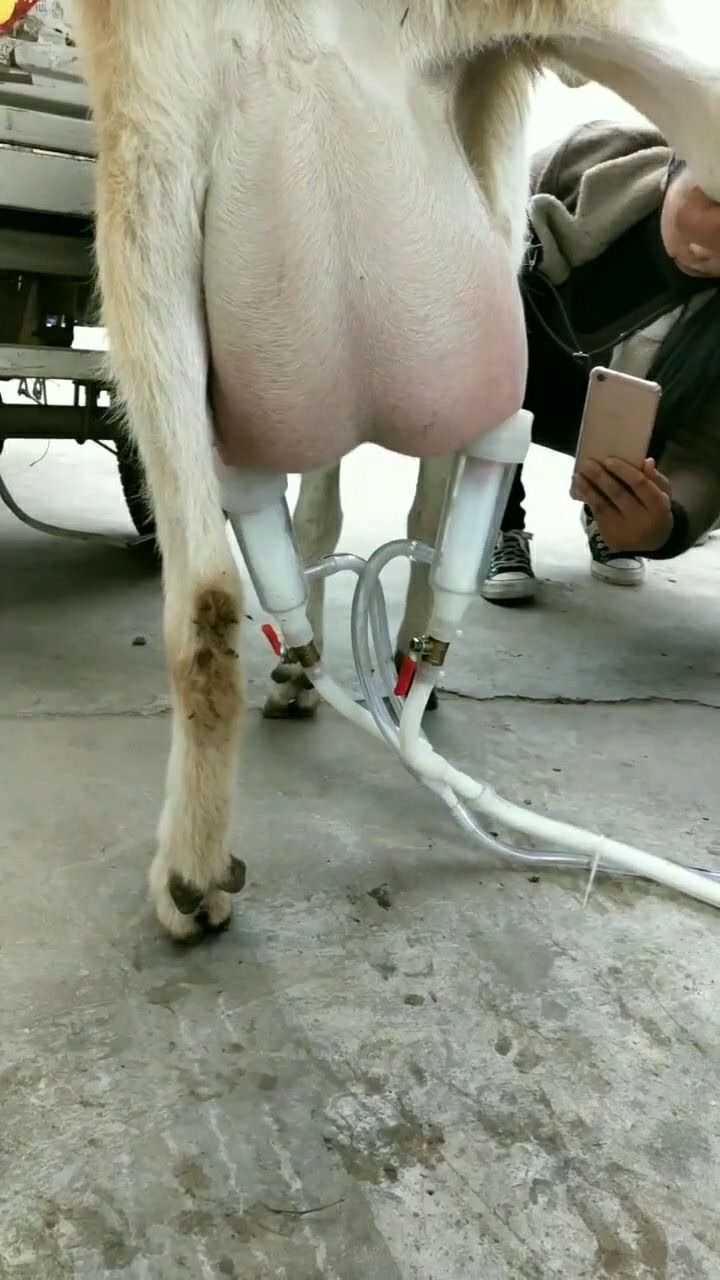 今天我们用机器挤羊奶这次的工作量有点大