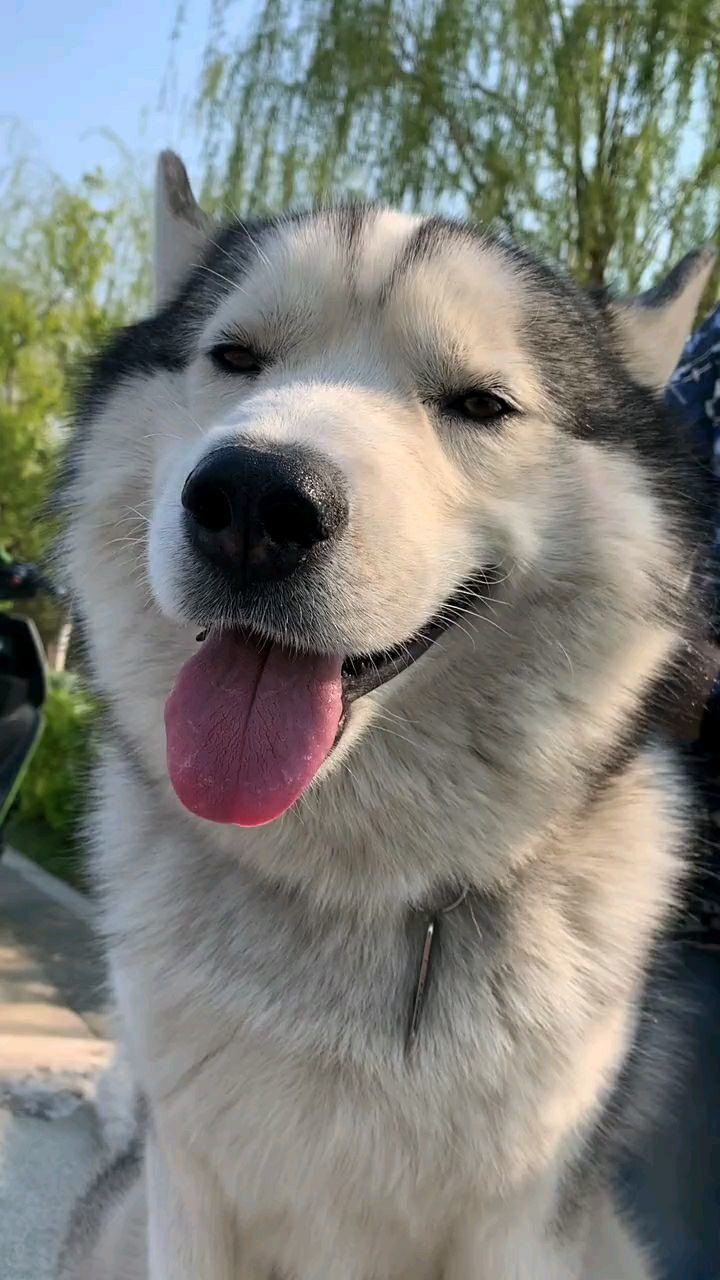 天气太热了,太阳也很刺眼,狗狗热的把舌头伸在了外面!