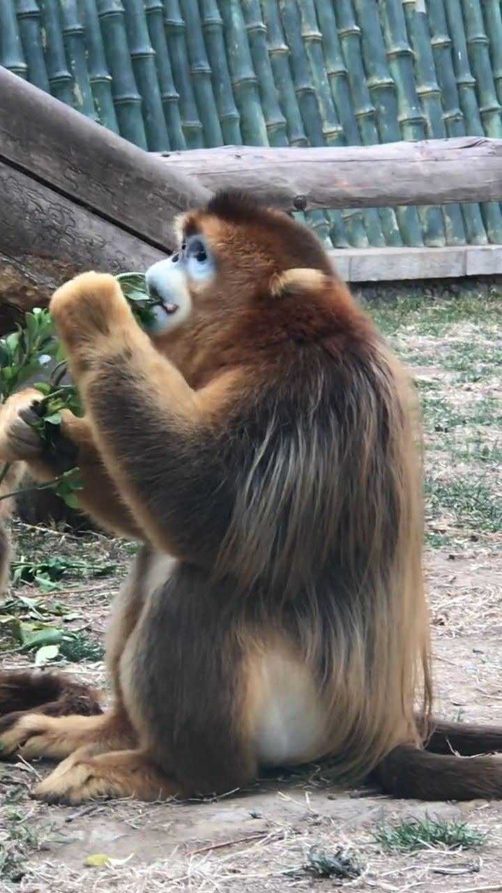 金丝猴吃东西图片