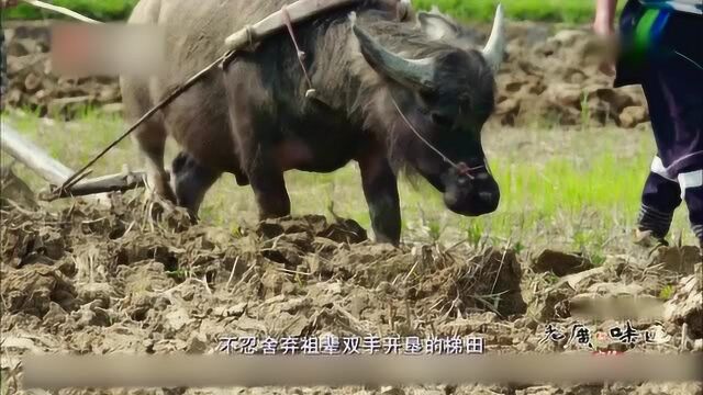 老广的味道:这里的瑶民,依然用最古老的农耕技艺,与一头头黄牛共同开垦