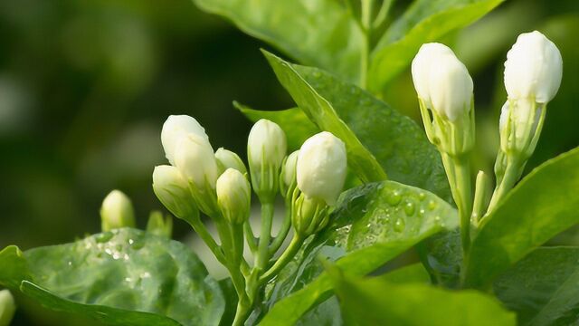 给茉莉花施肥,用有机肥好,还是无机肥好?