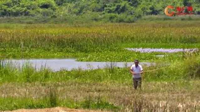 【龙华湿地丰收节】龙华新坡首届潭丰洋湿地丰收节你打卡了吗?