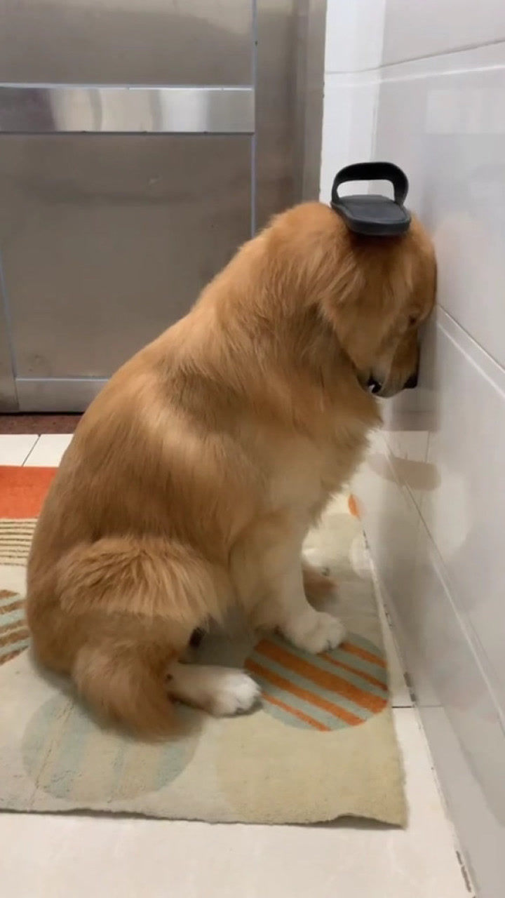 金毛狗头顶主人拖鞋面壁思过网友42码愣是咬成了36码