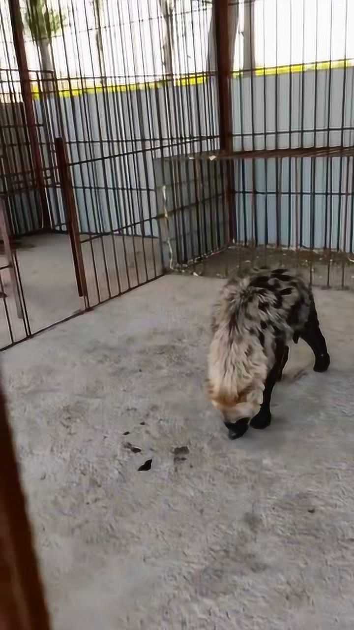 非洲二哥和非洲三哥碰面没想到三哥是这种反应二哥却很冷静