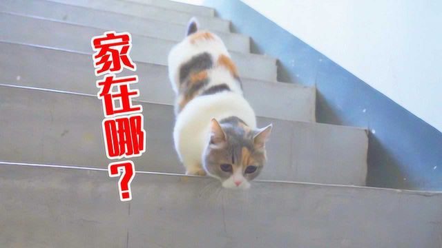 把猫咪丢在陌生的地方,它能找到回家的路吗?