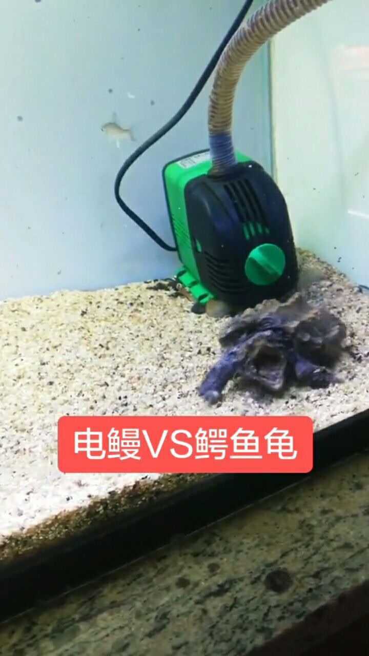 电鳗和鳄鱼龟竟然干起来了真是精彩