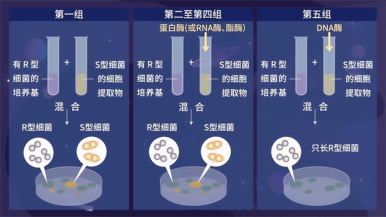 【生物大师高中】DNA是主要的遗传物质(上)——星际探索_高清1080P在线观看平台_腾讯视频