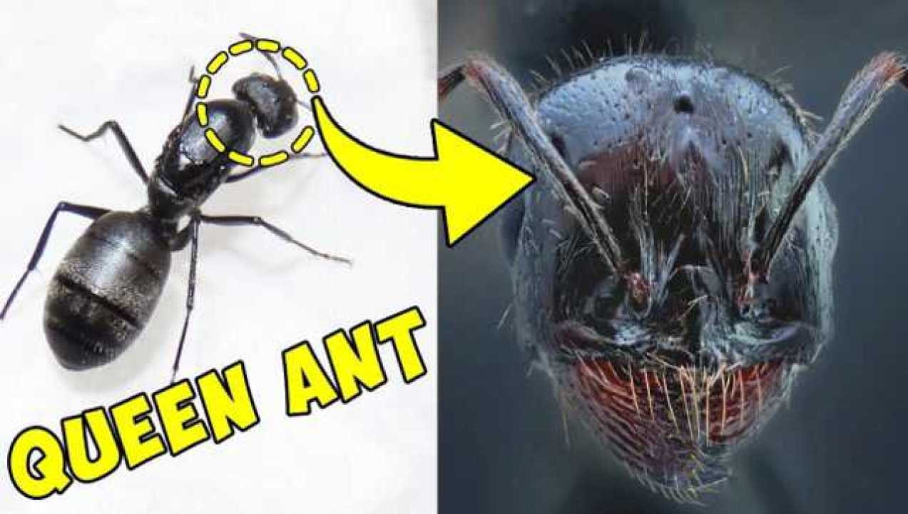 放大镜下的昆虫蚂蚁图片