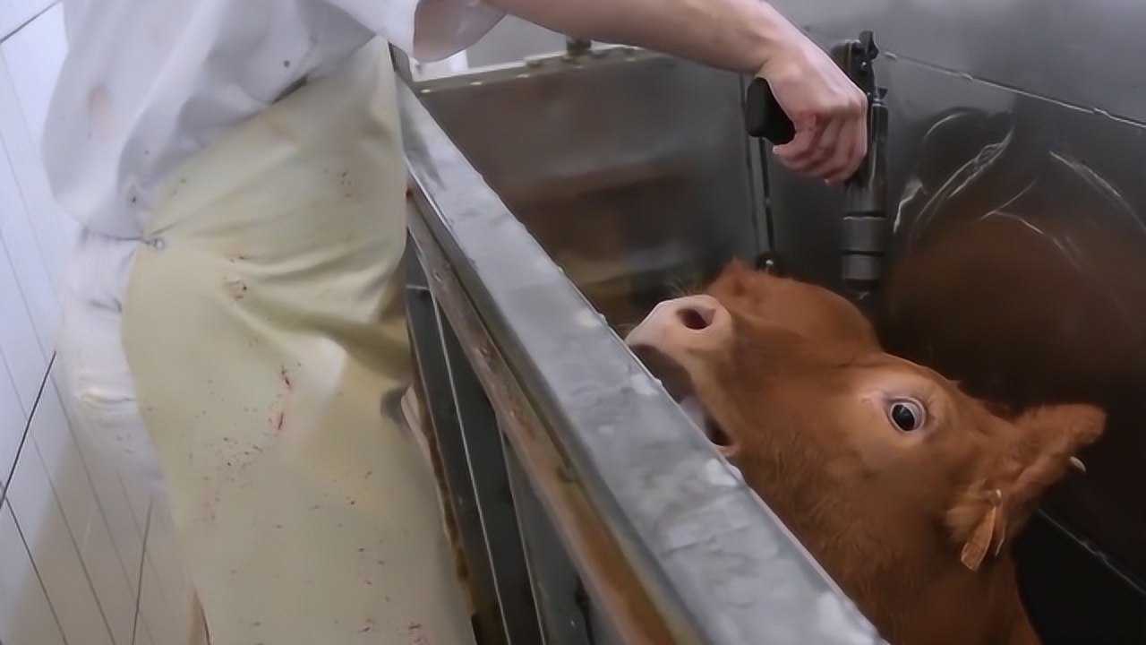 杀牛不见血电击锤瞬间高压电杀牛大哥走得飞快